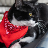cat